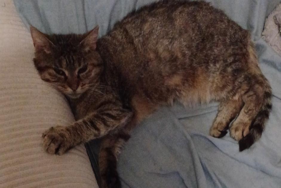 Disappearance alert Cat miscegenation Female , 3 yeahr Hommes France