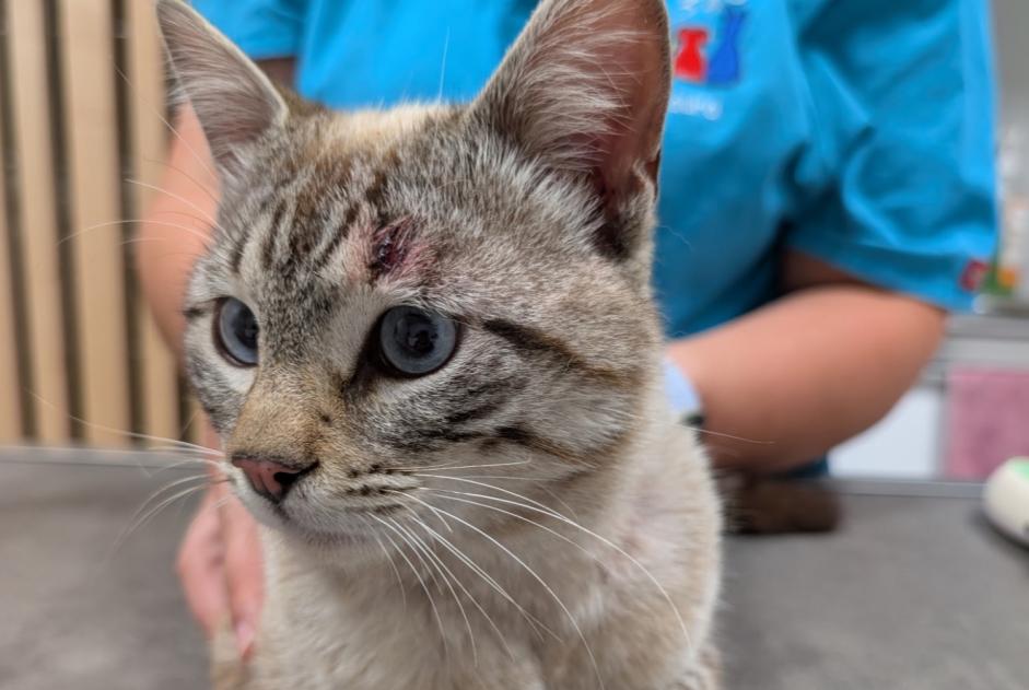 Cat Found in Le Val-d'Ajol (Vosges, France)  - discovery  Pet Alert  alert #369372