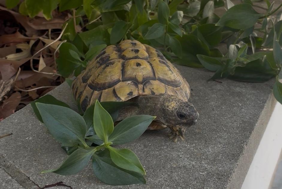 Tortoise Found in Saclay (Essonne, France)  - discovery  Pet Alert  alert #369829
