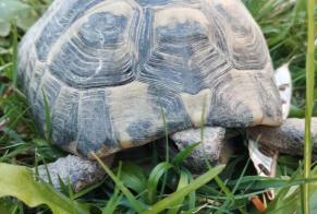 Disappearance alert Tortoise Male , 2026 yeahr Le Mans France