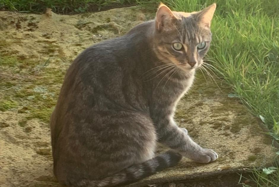 Cat Gone in Épervans (Saône-et-Loire, France)  - disappearance  Pet Alert  alert #370793