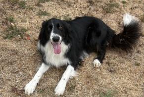 Discovery alert Dog  Female Virazeil France
