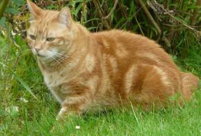 Disappearance alert Cat  Female , 7 yeahr Rémalard en Perche France