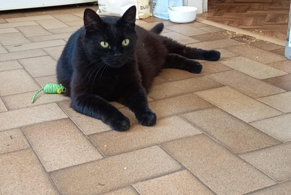 Cat Gone in Le Mans (Sarthe, France)  - disappearance  Pet Alert  alert #373877
