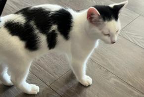 Discovery alert Cat miscegenation Male Bousse France