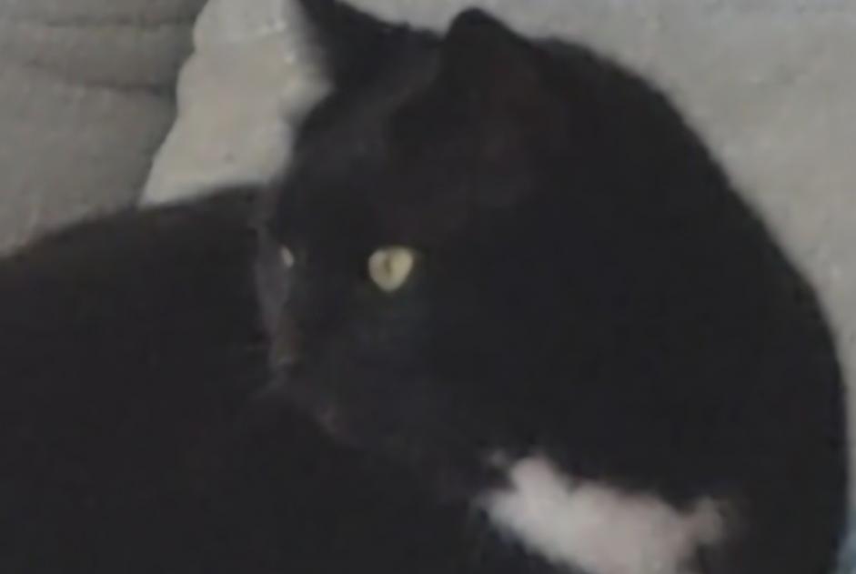 Cat Gone in Varilhes (Ariège, France)  - disappearance  Pet Alert  alert #375403