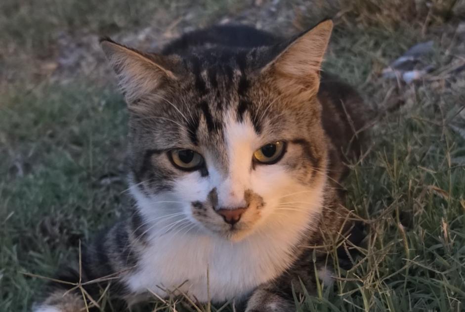 Cat Gone in Léognan (Gironde, France)  - disappearance  Pet Alert  alert #376966
