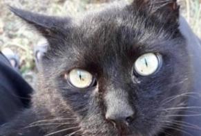 Alerta de Desaparición Gato Macho , 13 años La Devise Francia