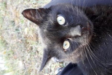 Alerta de Desaparición Gato Macho , 13 años La Devise Francia