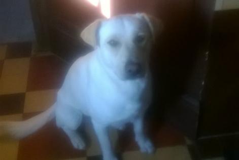 Alerta de Desaparición Perro cruce Macho , 11 años Sommery Francia