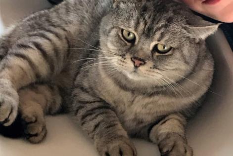 Alerta de Desaparición Gato  Macho , 10 años Floing Francia