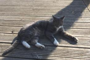 Alerta de Desaparición Gato Macho , 10 años Ormes Francia