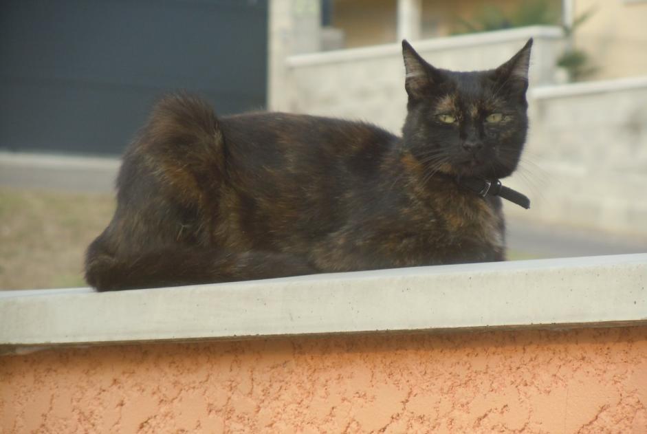 Alerta de Desaparición Gato  Hembra , 8 años Pusignan Francia