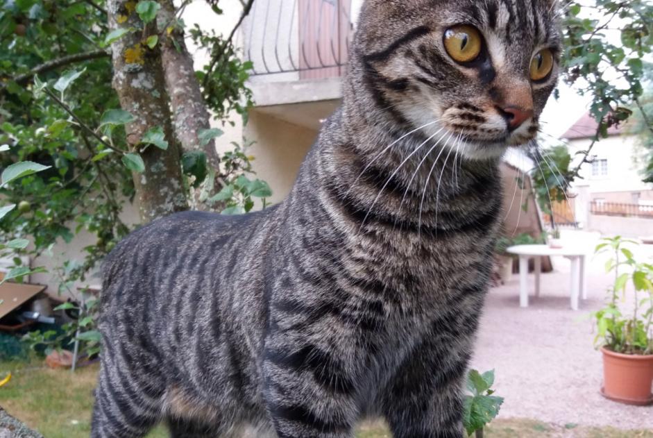 Alerta de Desaparición Gato  Hembra , 5 años Saint-Sernin-du-Bois Francia