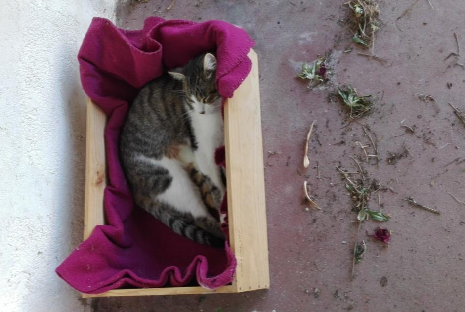 Alerta de Desaparición Gato  Macho , 8 años Vertou Francia