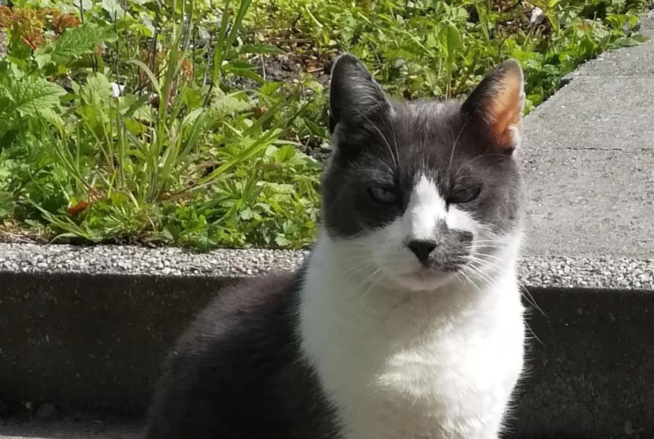 Alerta de Desaparición Gato  Macho , 9 años Liège Bélgica