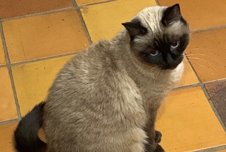 Alerta de Desaparición Gato  Hembra , 13 años Villeneuve-Saint-Denis Francia
