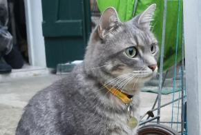 Alerta de Desaparición Gato Macho , 4 años Sannois Francia