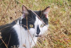 Alerta de Desaparición Gato Hembra , 1 años Ferrières-sur-Sichon Francia