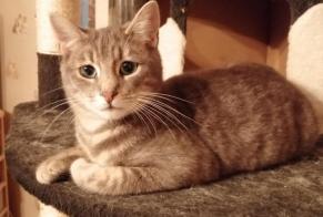 Alerta de Desaparición Gato Macho , 1 años Douai Francia
