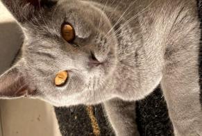 Alerta de Desaparición Gato  Macho , 1 años Chassieu Francia