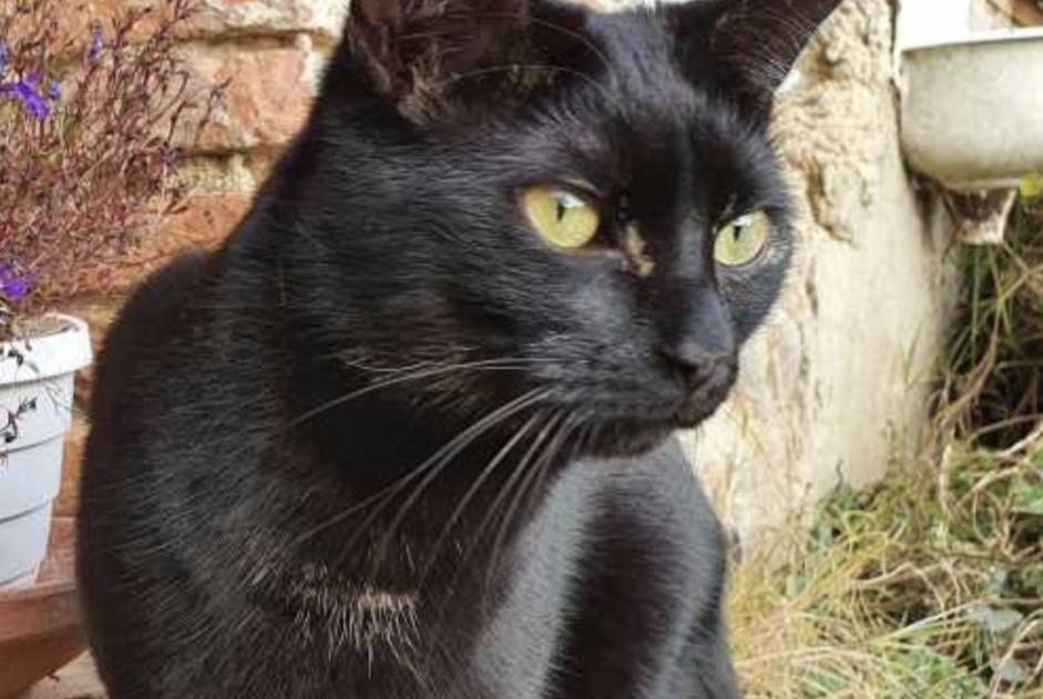 Alerta de Desaparición Gato Macho , 4 años Guignen Francia