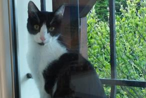 Alerta de Desaparición Gato  Macho , 2 años Aubergenville Francia