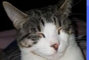 Alerta de Desaparición Gato  Macho , 5 años Sannois Francia