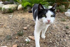 Alerta de Desaparición Gato Macho , 4 años Perpignan Francia