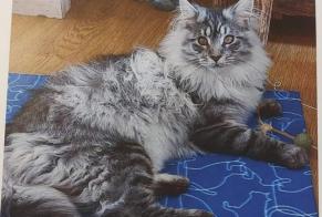 Alerta de Desaparición Gato  Macho , 1 años Bas-en-Basset Francia