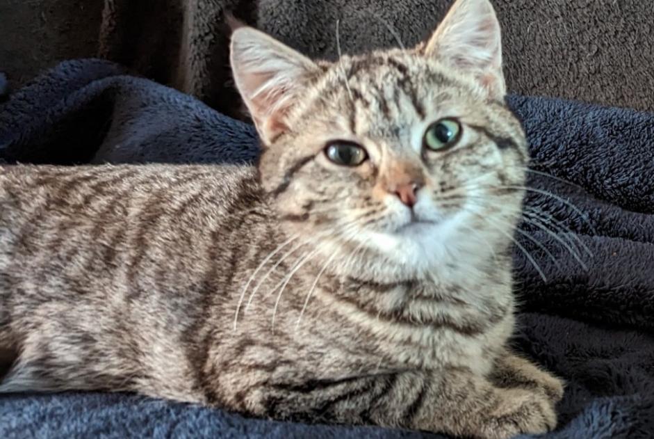 Gato Desaparecido en Torigny-les-Villes (Manche, Francia)  - alerta desaparición Pet Alert n° 332489