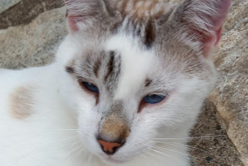 Alerta de Desaparición Gato Macho , 2 años Coubon Francia