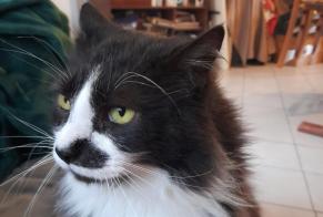 Alerta de Desaparición Gato Macho , 8 años Dun Francia