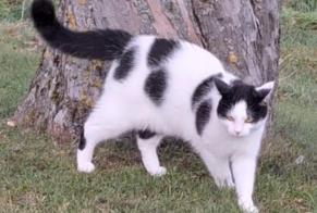 Alerta de Desaparición Gato Macho , 1 años Treytorrens (Payerne) Suiza