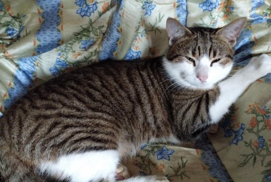 Alerta de Desaparición Gato Macho , 1 años Chasseneuil-du-Poitou Francia