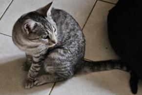 Alerta de Desaparición Gato  Hembra , 1 años Champlan Francia
