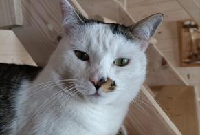 Alerta de Desaparición Gato  Macho , 5 años Pollionnay Francia