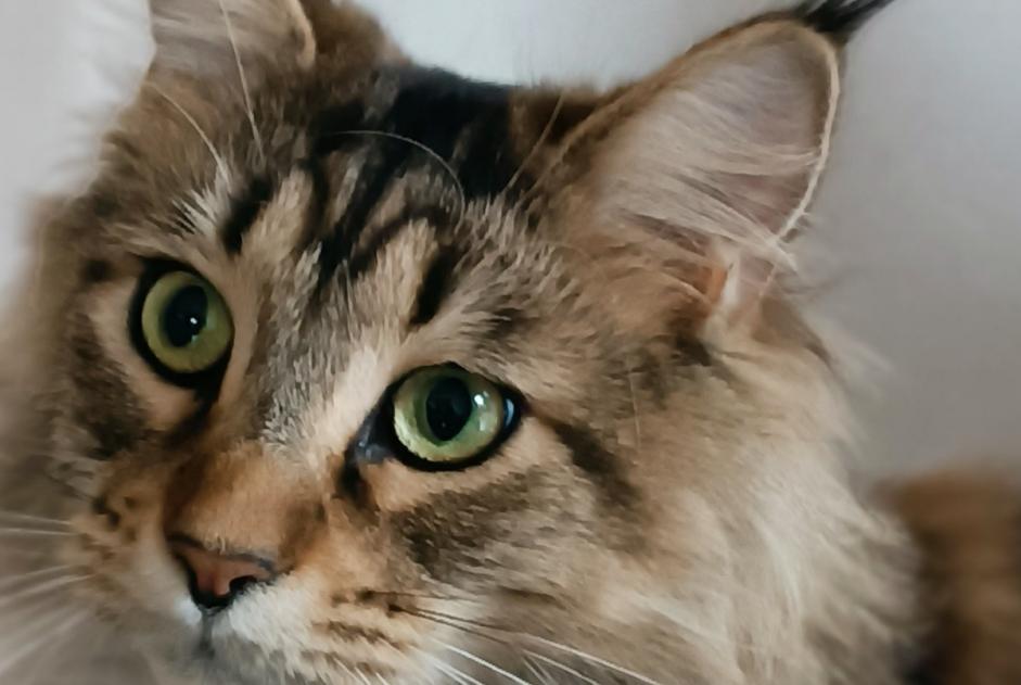 Alerta de Desaparición Gato  Macho , 3 años Lansargues Francia