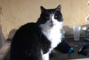 Alerta de Desaparición Gato Macho , 10 años Taule Francia