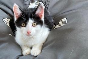 Alerta de Desaparición Gato Macho , 1 años Nendaz Suiza