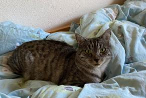 Alerta de Desaparición Gato Macho , 3 años Belmont-Broye Suiza