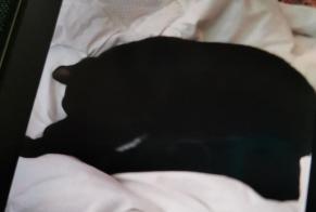 Alerta de Desaparición Gato Macho , 1 años Gorron Francia