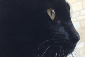 Alerta de Desaparición Gato Macho , 10 años Larrazet Francia