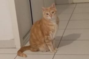Alerta de Desaparición Gato Macho , 5 años Douai Francia