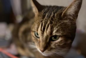 Alerta de Desaparición Gato Macho , 5 años Vallon-sur-Gée Francia