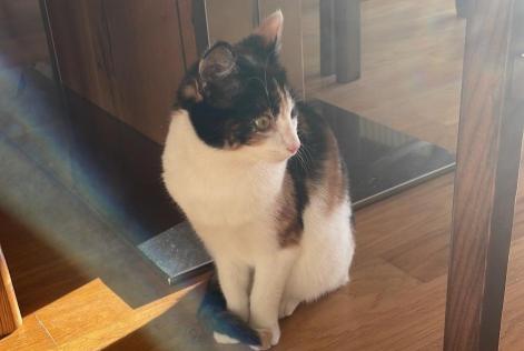 Alerta de Desaparición Gato cruce Hembra , 1 años Crans-Montana Suiza