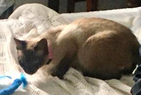 Alerta de Desaparición Gato  Hembra , 3 años Villemoustaussou Francia