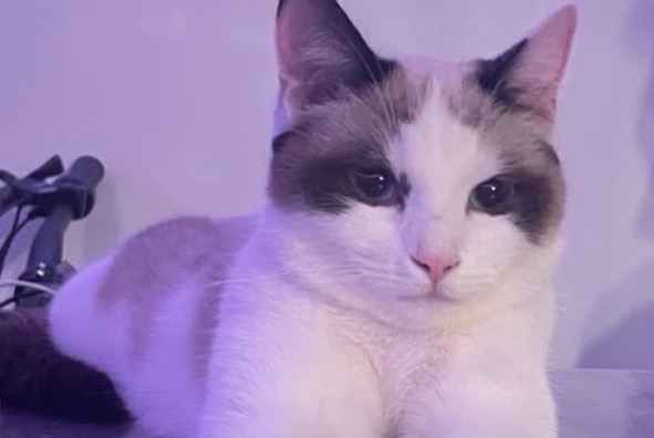 Alerta de Desaparición Gato cruce Hembra , 3 años La Motte-Servolex Francia