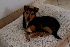 Alerta de Desaparición Perro cruce Hembra , 2 años Beauchamp Francia