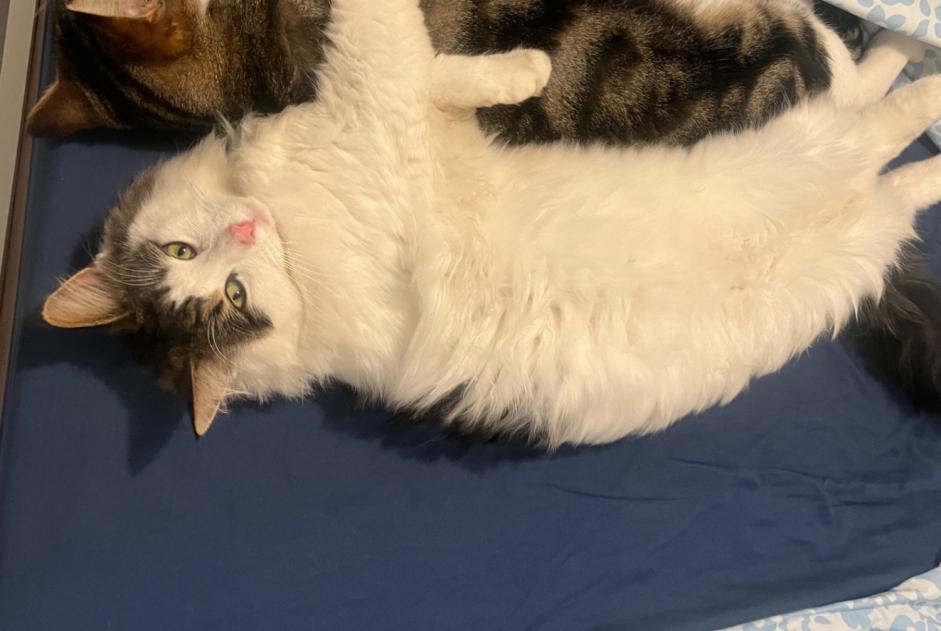 Alerta de Desaparición Gato cruce Macho , 2 años Toulouse Francia